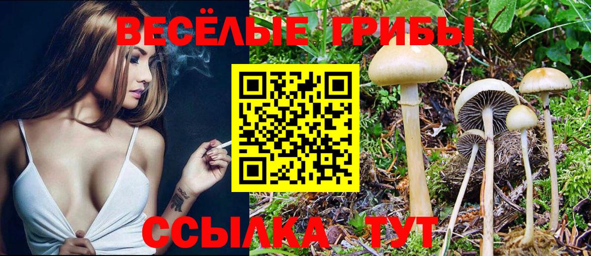Галлюциногенные грибы Psilocybe Истра