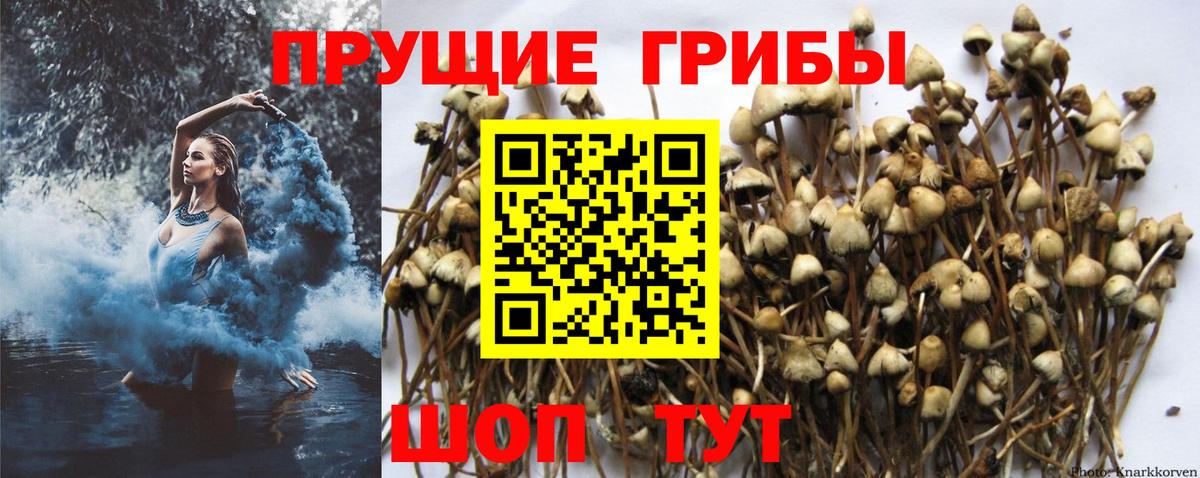 Галлюциногенные грибы Psilocybe  Истра 
